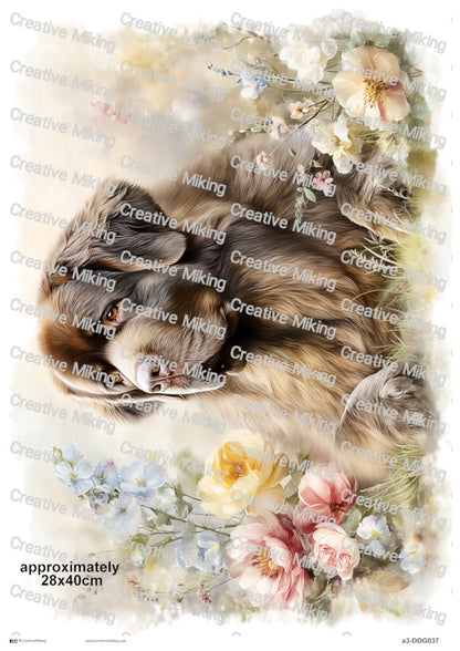 DOG037 - Newfoundland