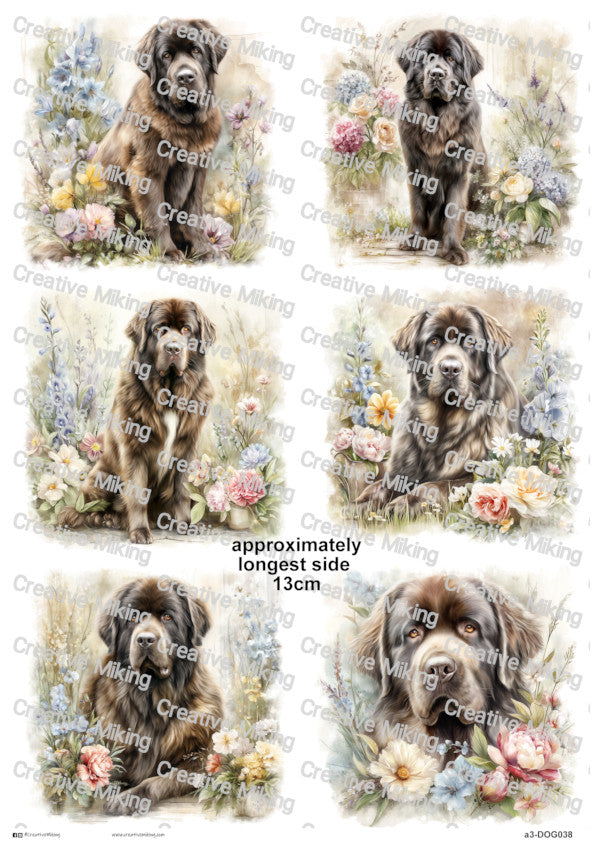 DOG038 - Newfoundland