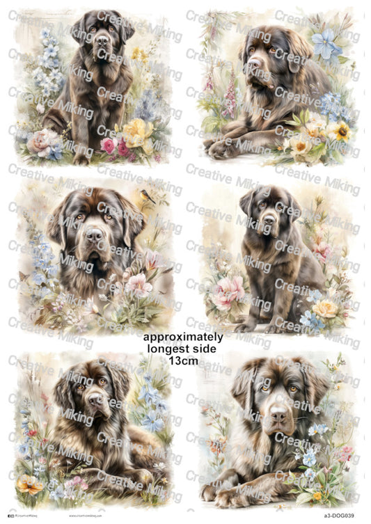 DOG039 - Newfoundland