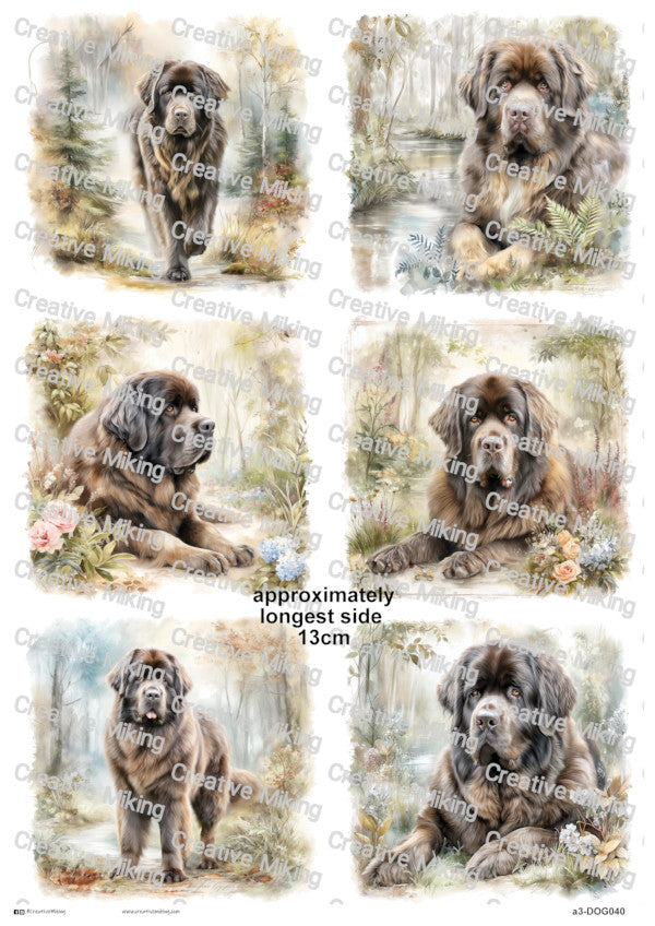 DOG040 - Newfoundland