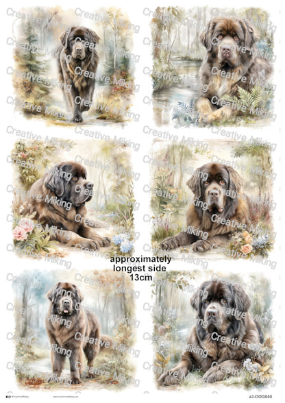 DOG040 - Newfoundland