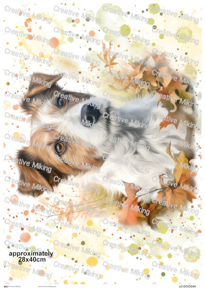 DOG044 - Jack Russell