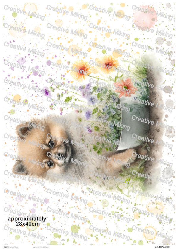 RP2460c - Pomeranian