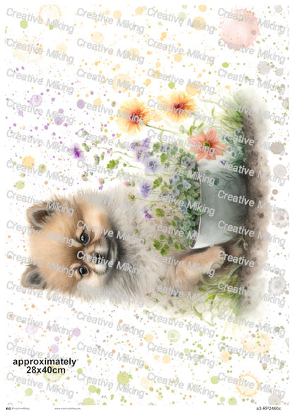 RP2460c - Pomeranian