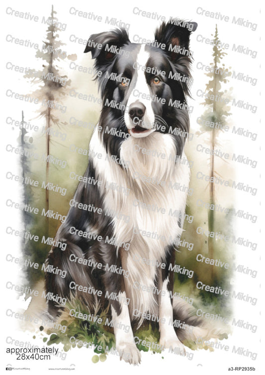 Border Collie Dog in Woodland Meadow Decoupage Paper | RP2935b