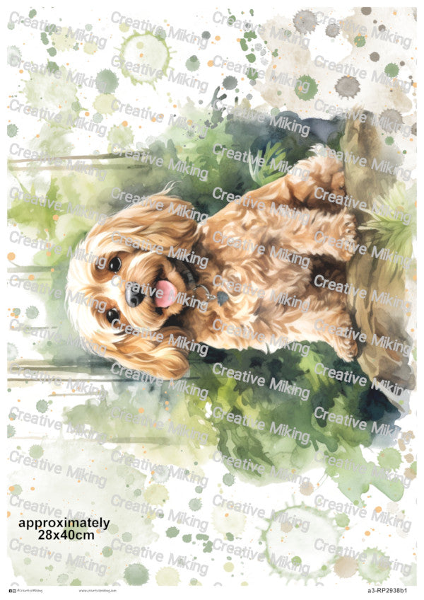 RP2938b1 - Cavapoo