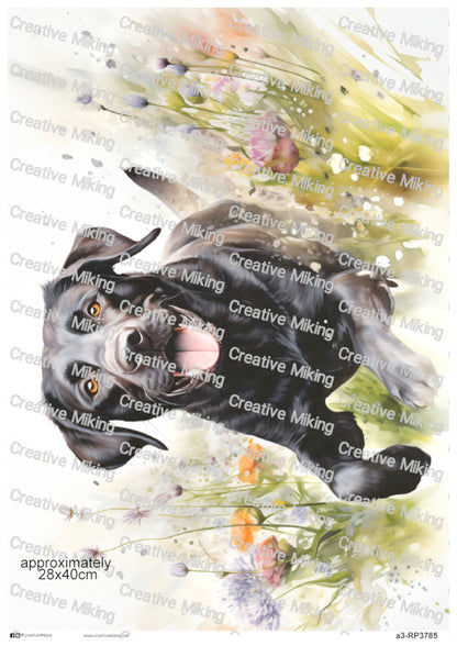 Black Labrador Retriever Dog among Wildflowers Decoupage Rice Paper | RP3785