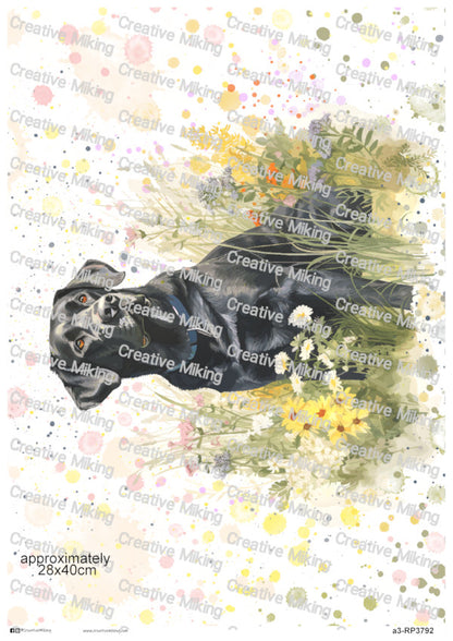 Black Labrador Retriever Dog Watercolor Splashes Decoupage Rice Paper | RP3792