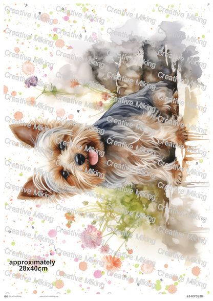 RP3938 - Yorkshire Terrier