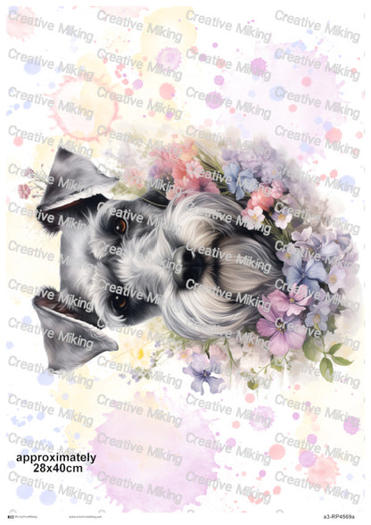 RP4569a - Schnauzer