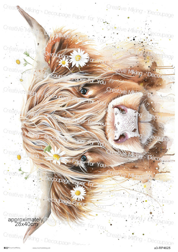RP4625 - Highland Cow with Daisies