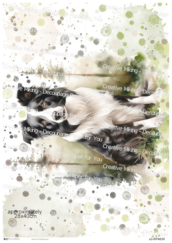 RP4639 - Border Collie