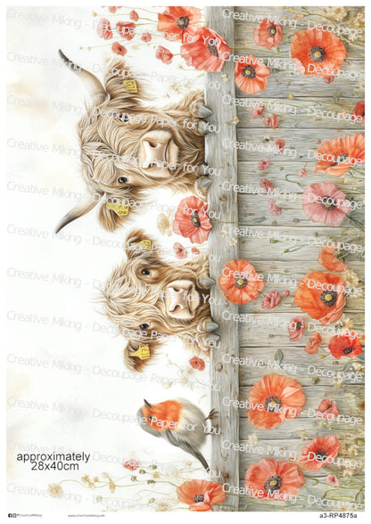 RP4875a - Highland Cows with Robin