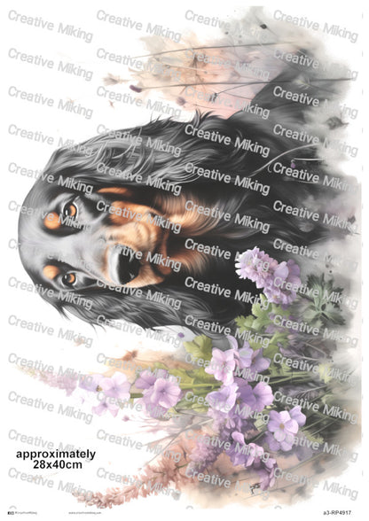 RP4917 - Gordon Setter