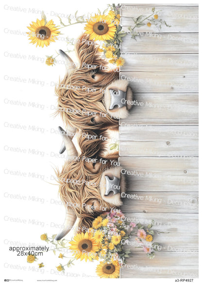 RP4927 - Highland Cows Peeking Over a Fence