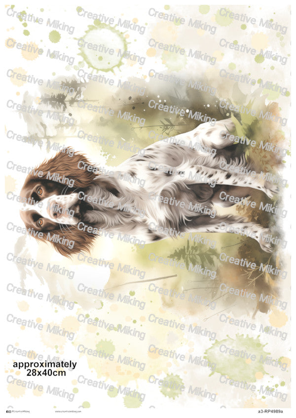 RP4989a - Springer Spaniel