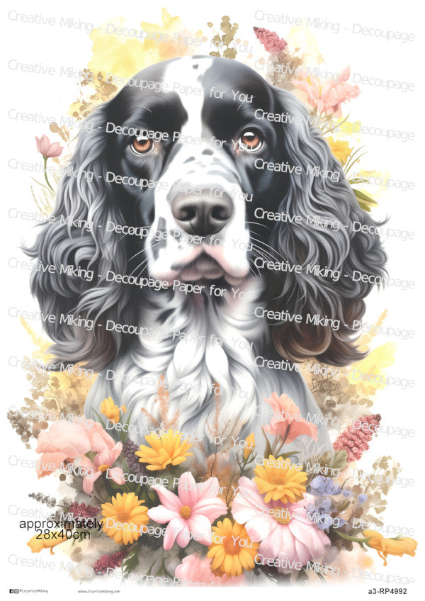Springer Spaniel Dog Portrait Among Decoupage Paper | RP4992