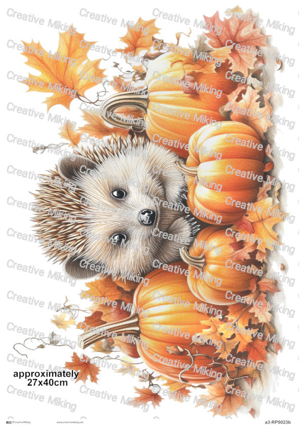 RP5023b - Hedgehog between Pumpkins