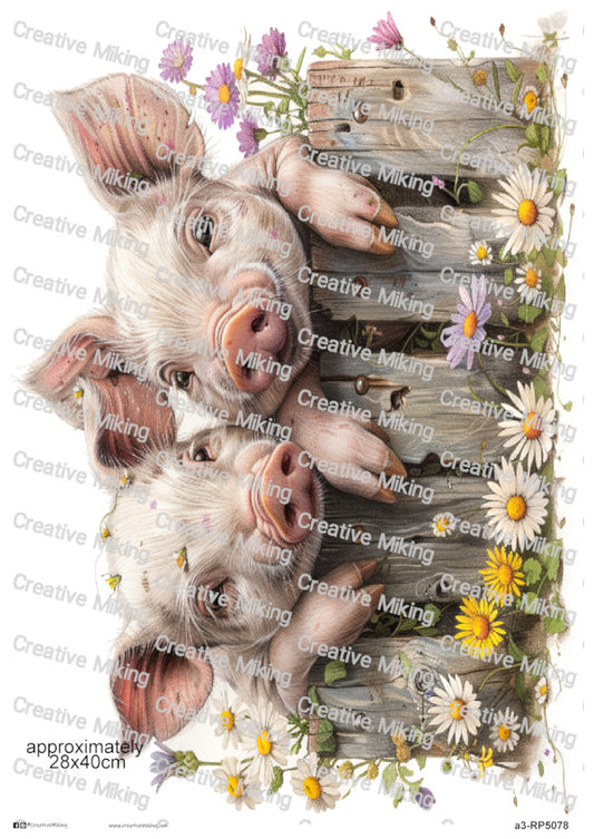 Pigs Peeking Over Wooden Fence Among Flowers Decoupage Rice Paper | RP5078