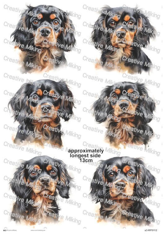 RP5112 - Cavalier King Charles Spaniel