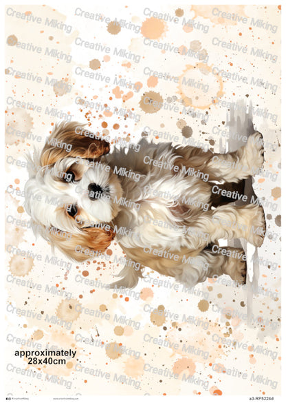 RP5224d - Cavachon