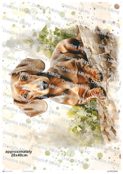RP5254d - Dachshund