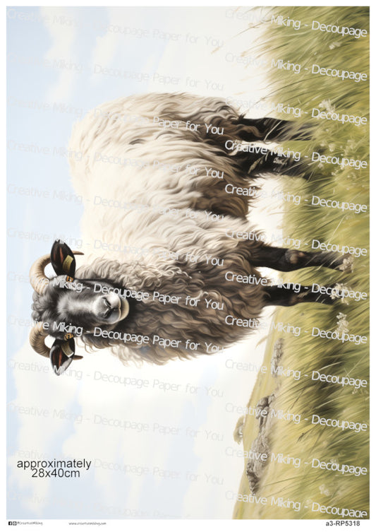 Lanark Sheep In Countryside Landscape Decoupage Paper | RP5318