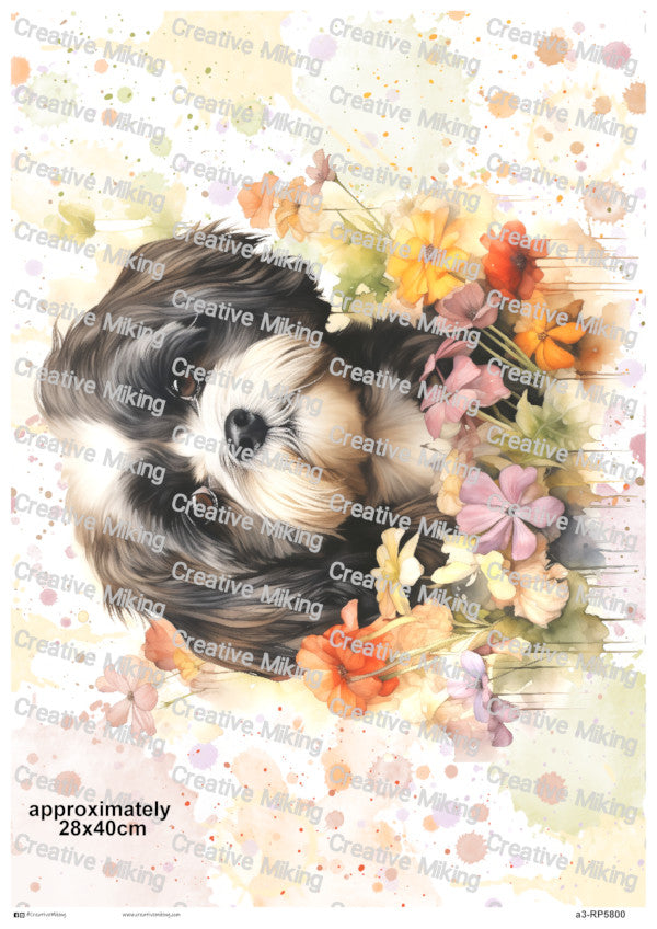 RP5800 - Shih Tzu