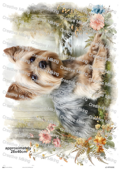 RP6908 - Yorkshire Terrier
