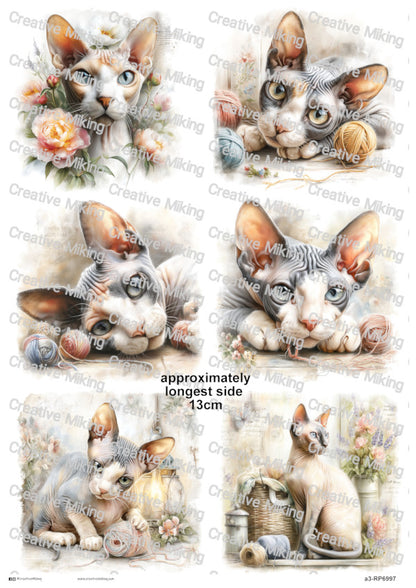 RP6997 - Sphynx Cat