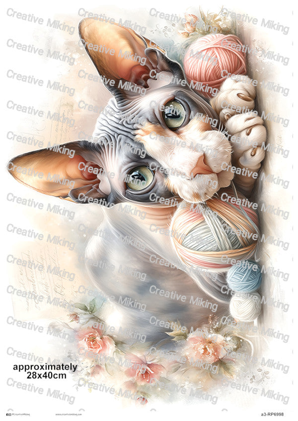 RP6998 - Sphynx Cat