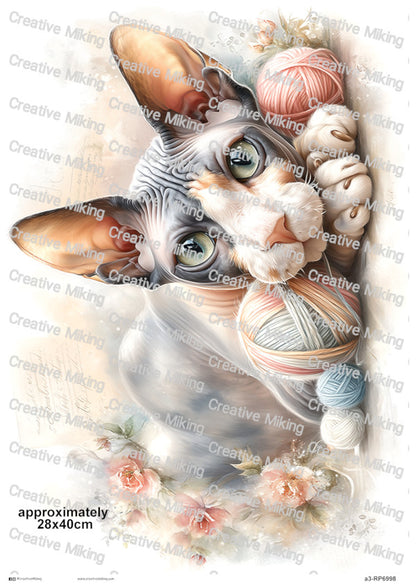 RP6998 - Sphynx Cat