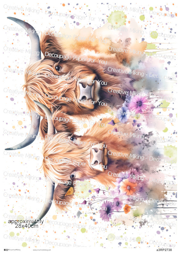 RP2738 - Highland Cows